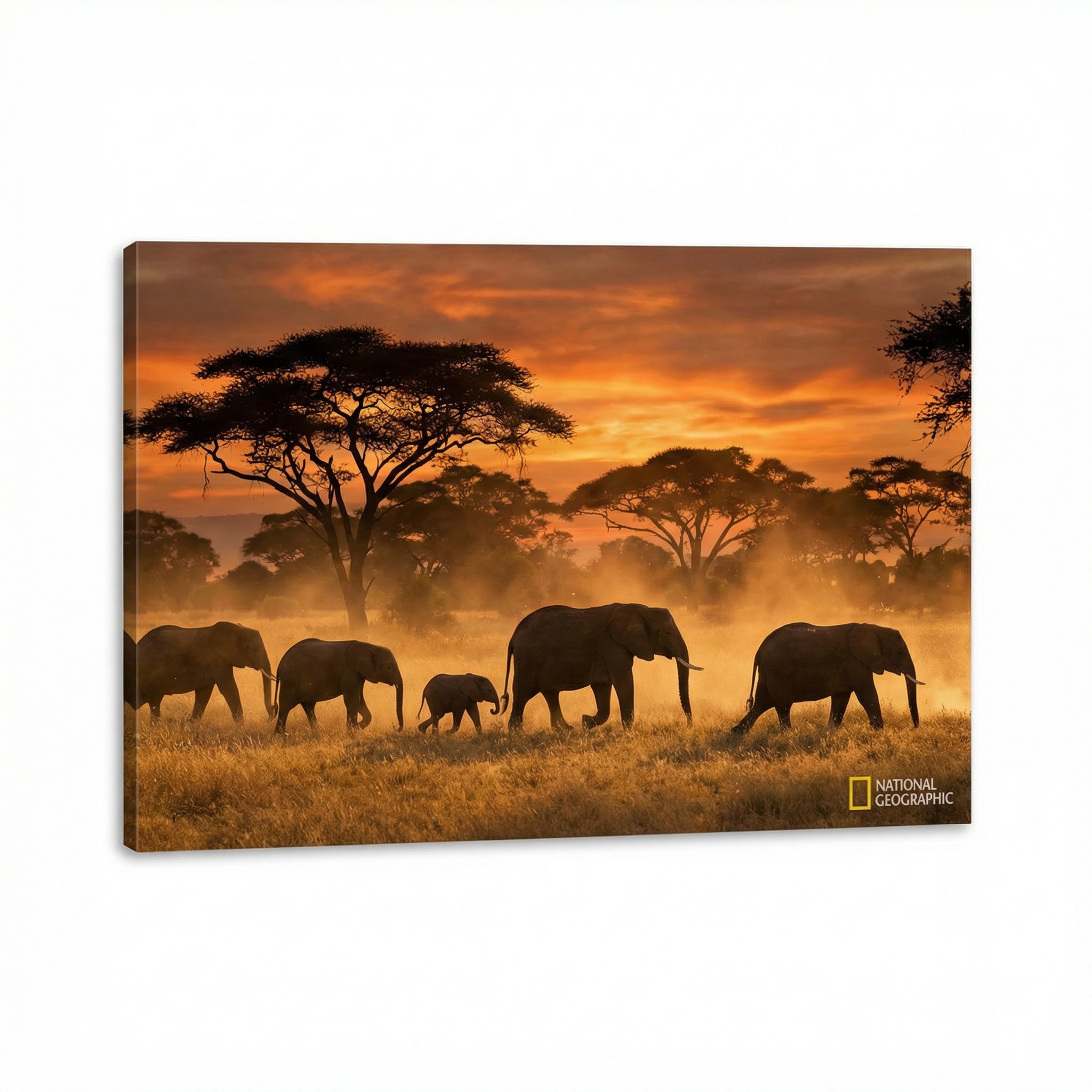 免费看片创作者野生动物视频